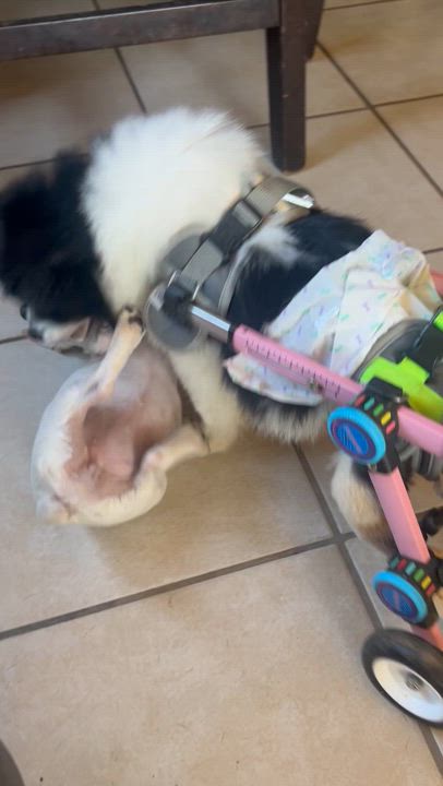 Enlarge Regina, a Adoptable Chihuahua in San Diego, CA video 3/3