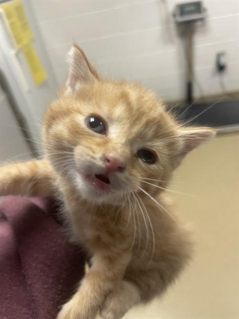 ROWLING, Adoptable, Kitten Female Domestic Short Hair.