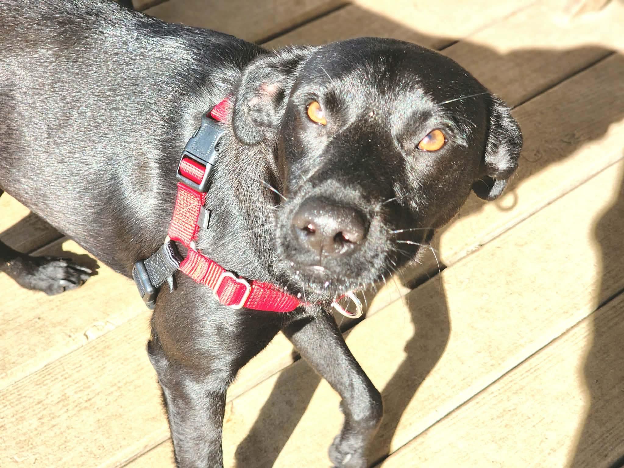 Enlarge Xavier, an adopted Labrador Retriever in Pittsburgh, PA image 3/6