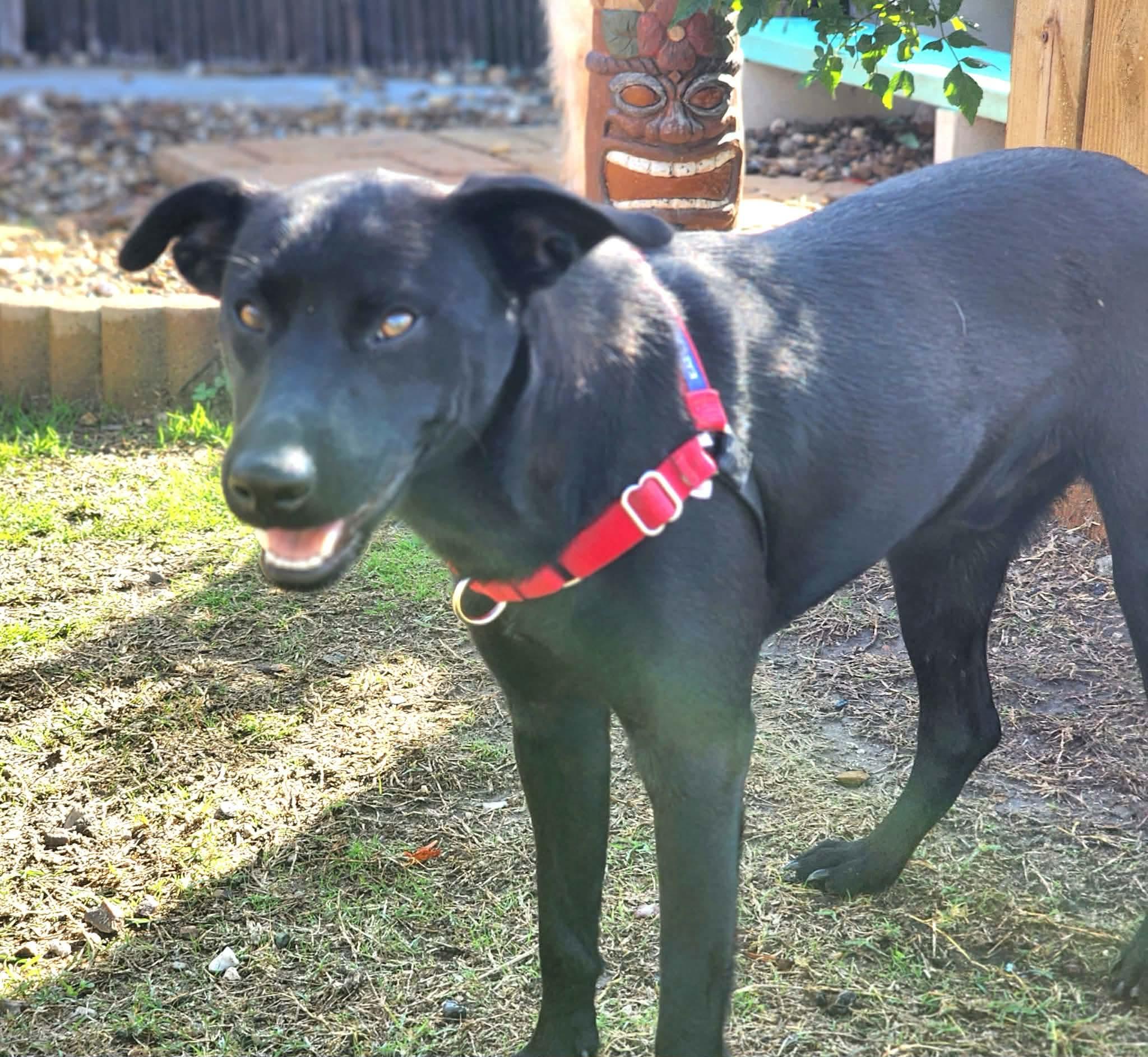 Enlarge Xavier, an adopted Labrador Retriever in Pittsburgh, PA image 6/6