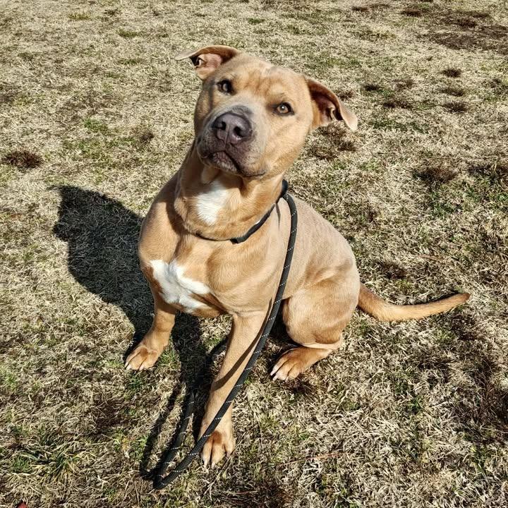 Loaf, Adoptable, Adult Male Pit Bull Terrier.