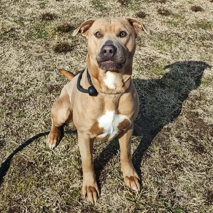 Enlarge Loaf, a Adoptable Pit Bull Terrier in Springdale, AR image 2/6