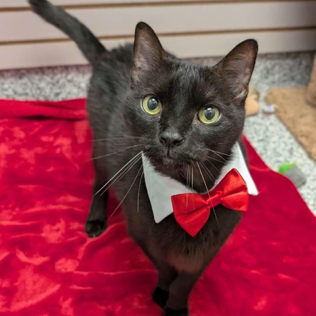 Leo, a Adoptable Domestic Short Hair in Brookfield, WI image 1/6
