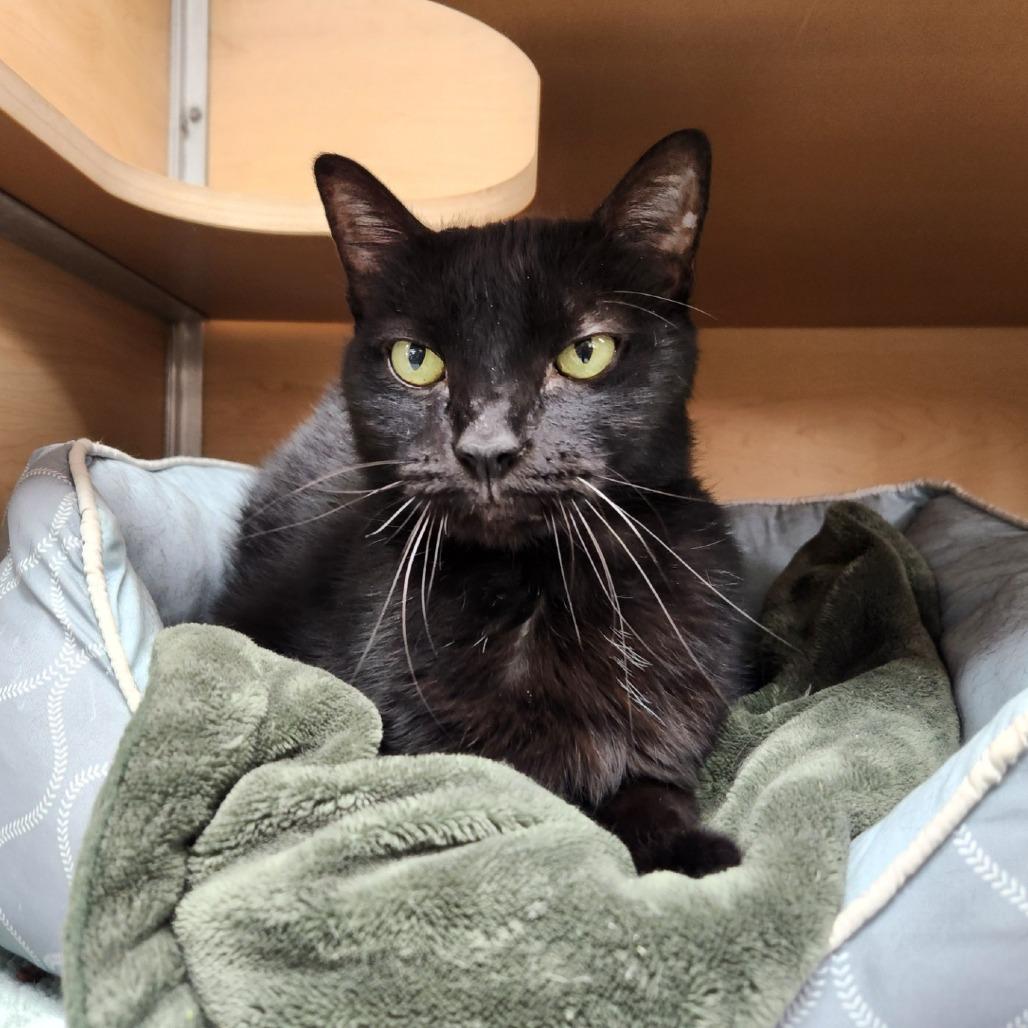 Leo, Adoptable, Senior Male Domestic Short Hair.