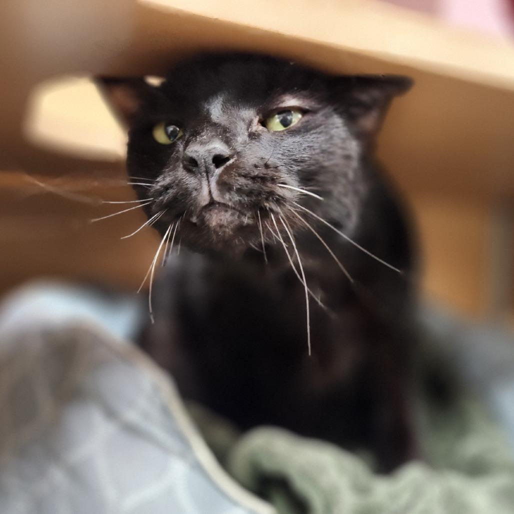 Leo, a Adoptable Domestic Short Hair in Brookfield, WI image 2/3