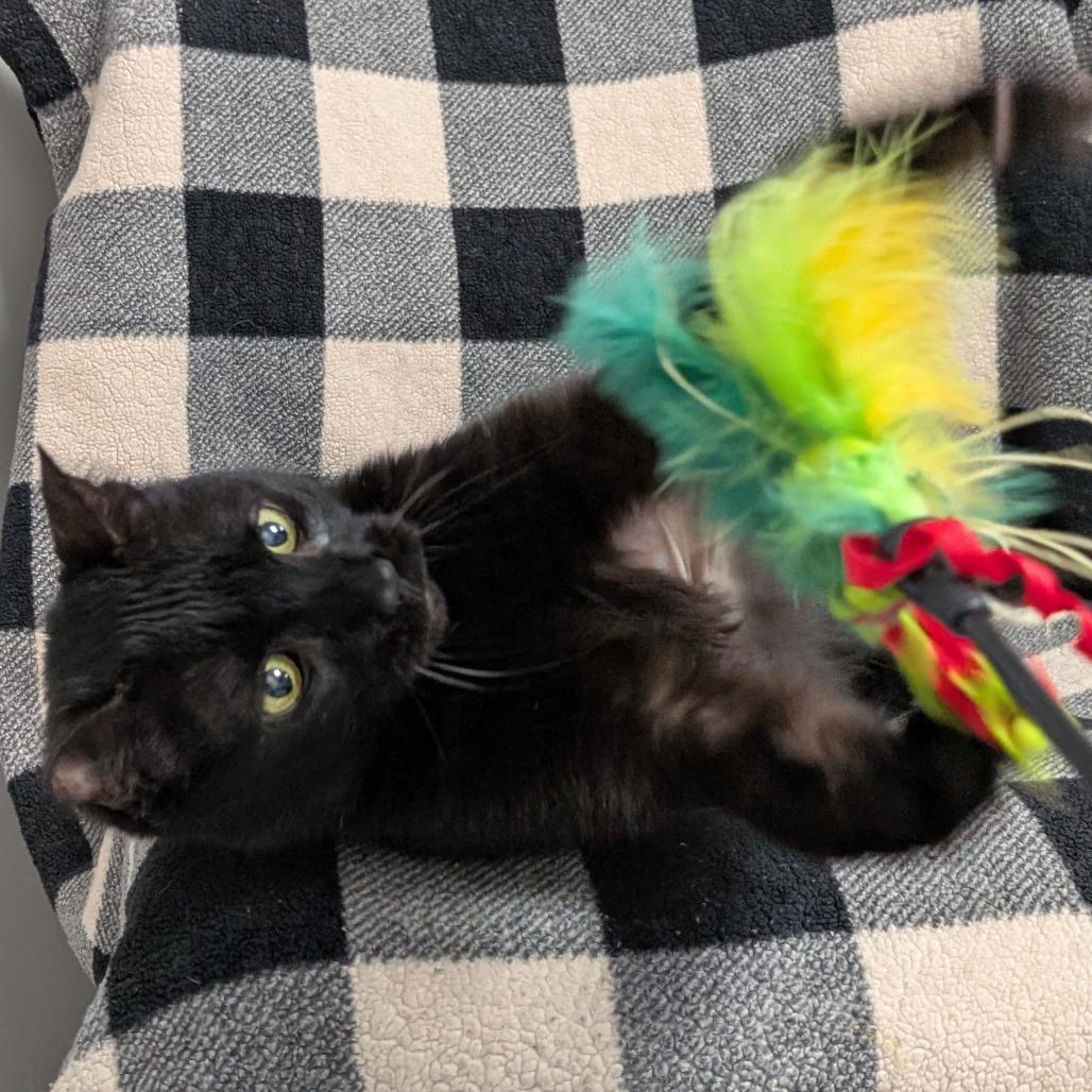 Leo, Adoptable, Senior Male Domestic Short Hair.