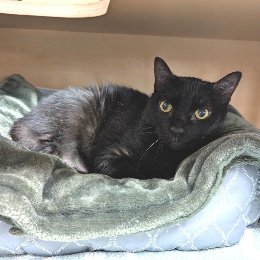 Leo, Adoptable, Senior Male Domestic Short Hair.