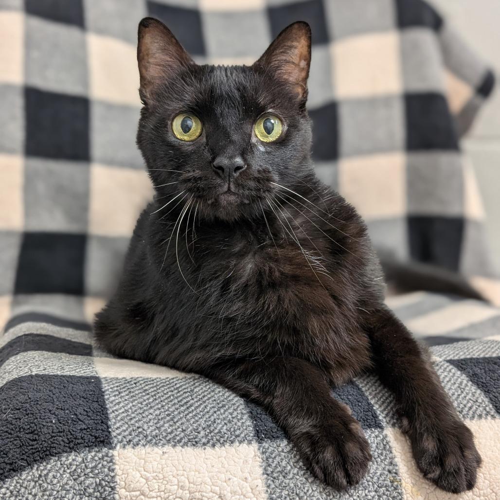 Enlarge Leo, a Adoptable Domestic Short Hair in Brookfield, WI image 2/6