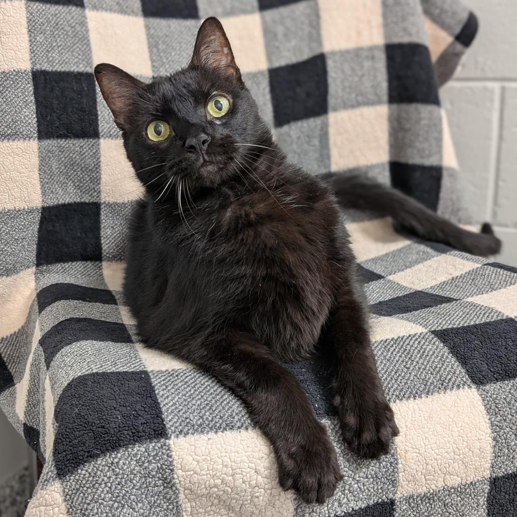 Enlarge Leo, a Adoptable Domestic Short Hair in Brookfield, WI image 3/6