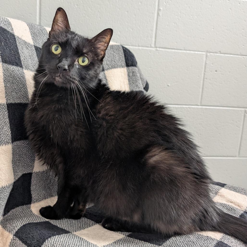 Enlarge Leo, a Adoptable Domestic Short Hair in Brookfield, WI image 4/6