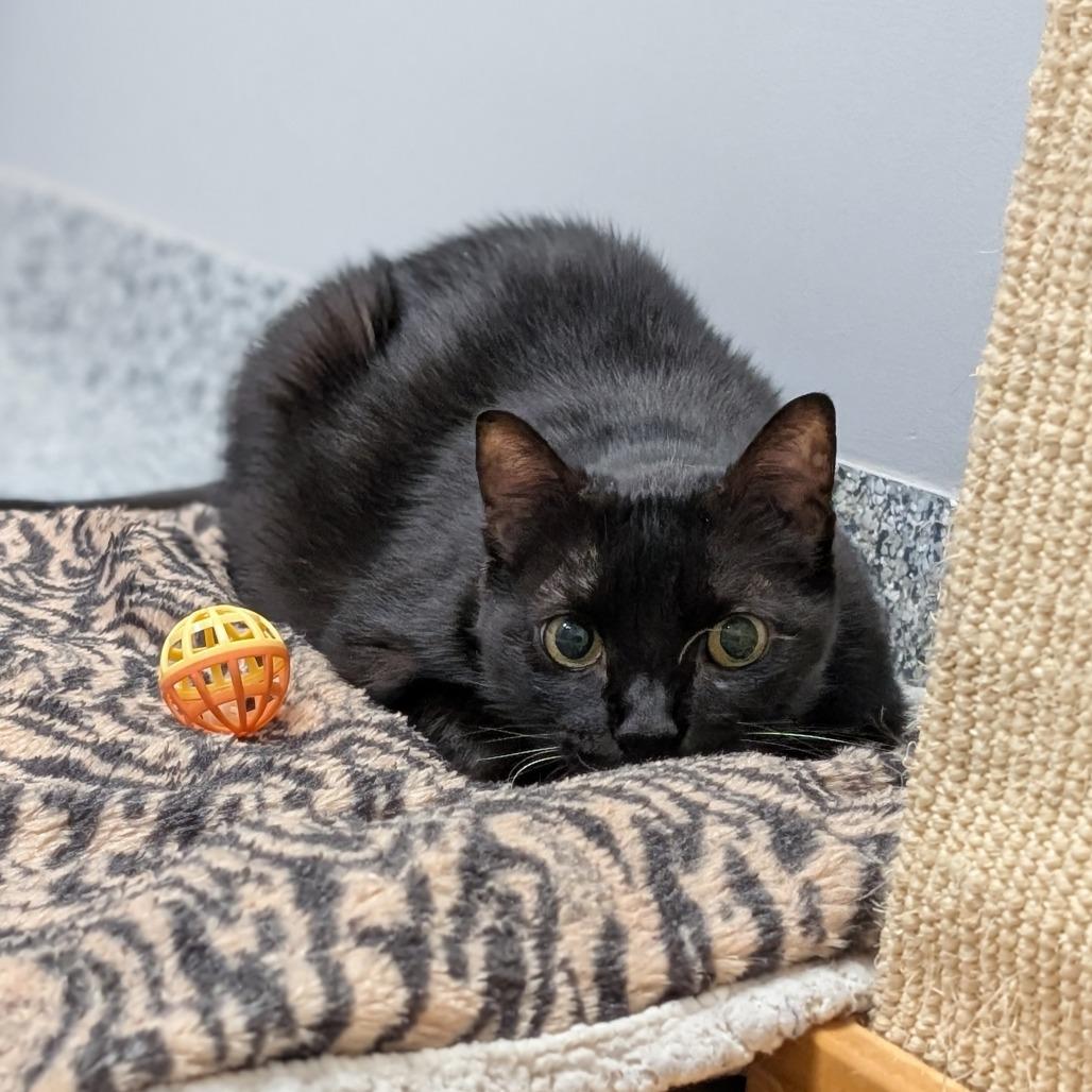 Enlarge Leo, a Adoptable Domestic Short Hair in Brookfield, WI image 5/6