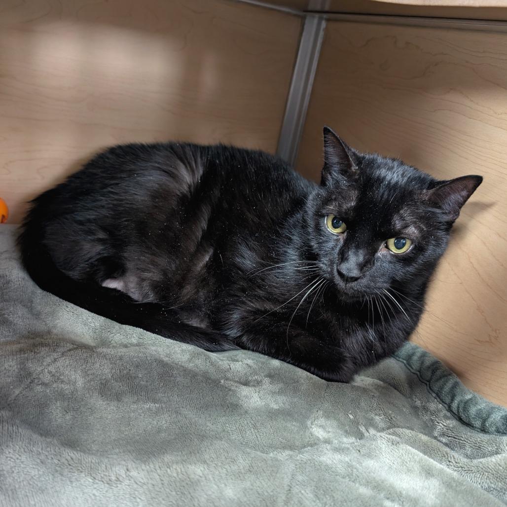 Enlarge Leo, a Adoptable Domestic Short Hair in Brookfield, WI image 2/2