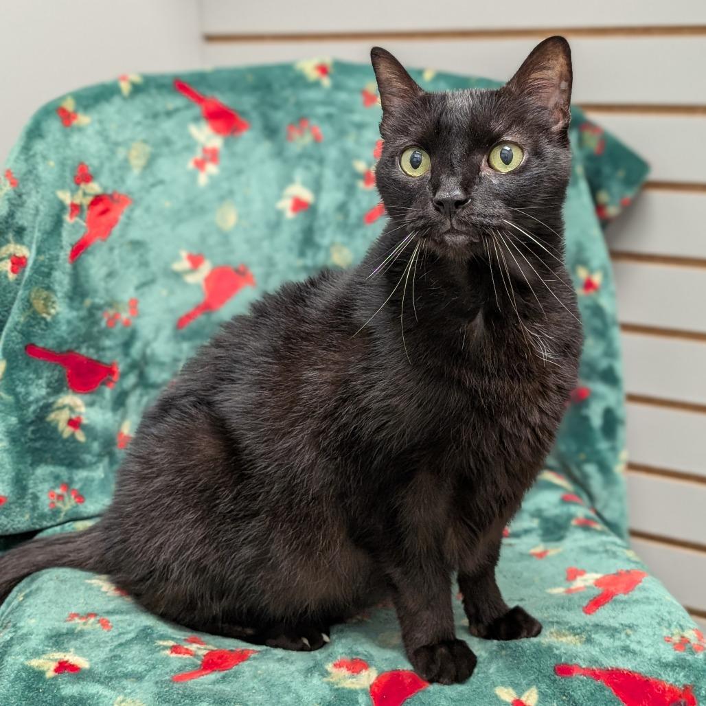 Enlarge Leo, a Adoptable Domestic Short Hair in Brookfield, WI image 6/6