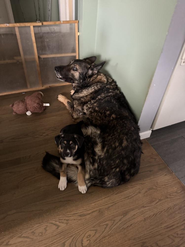 Waylon, a ADOPTABLE mixed breed in China Township, MI image 3/4