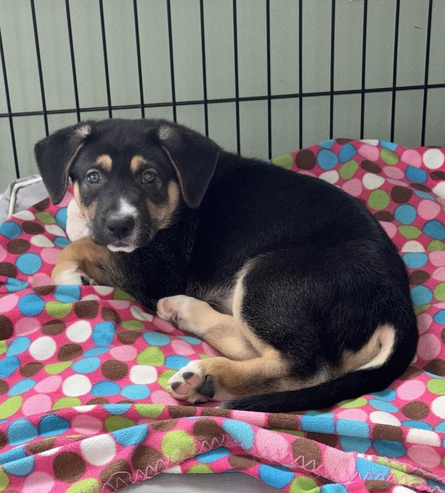 Waylon, a ADOPTABLE mixed breed in China Township, MI image 1/4