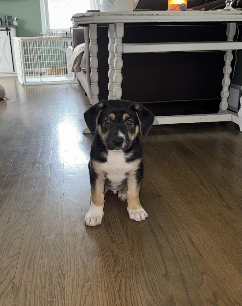 Waylon, ADOPTABLE, Puppy Male German Shepherd Dog.