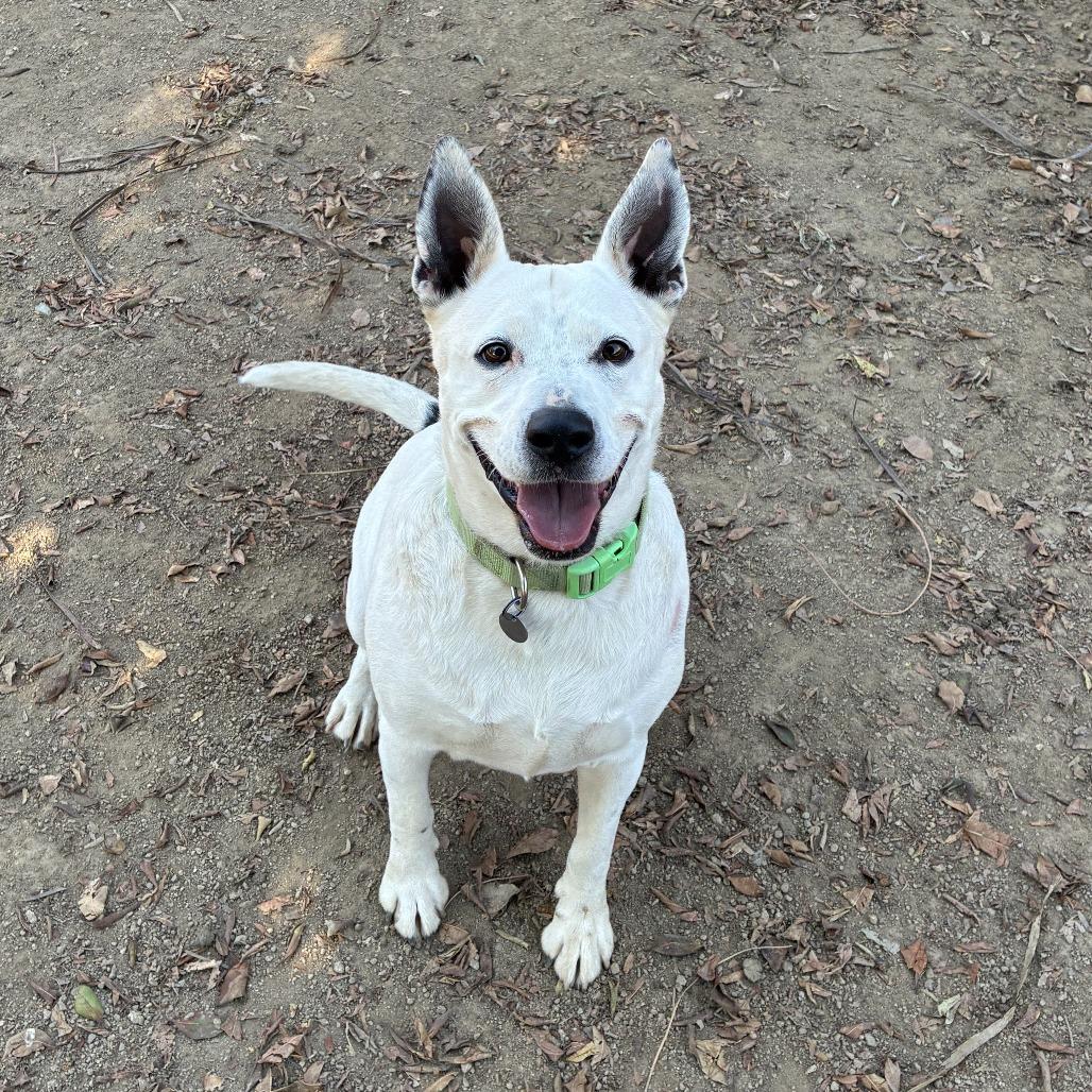 Madeline, Adoptable, Adult Female Cattle Dog & Mixed Breed.