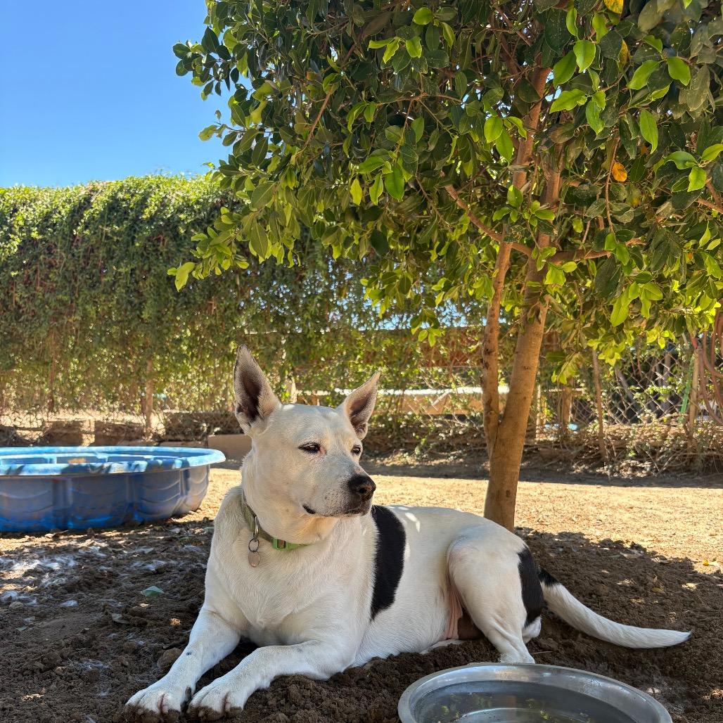 Enlarge Madeline, a Adoptable mixed breed in Riverside, CA image 2/5