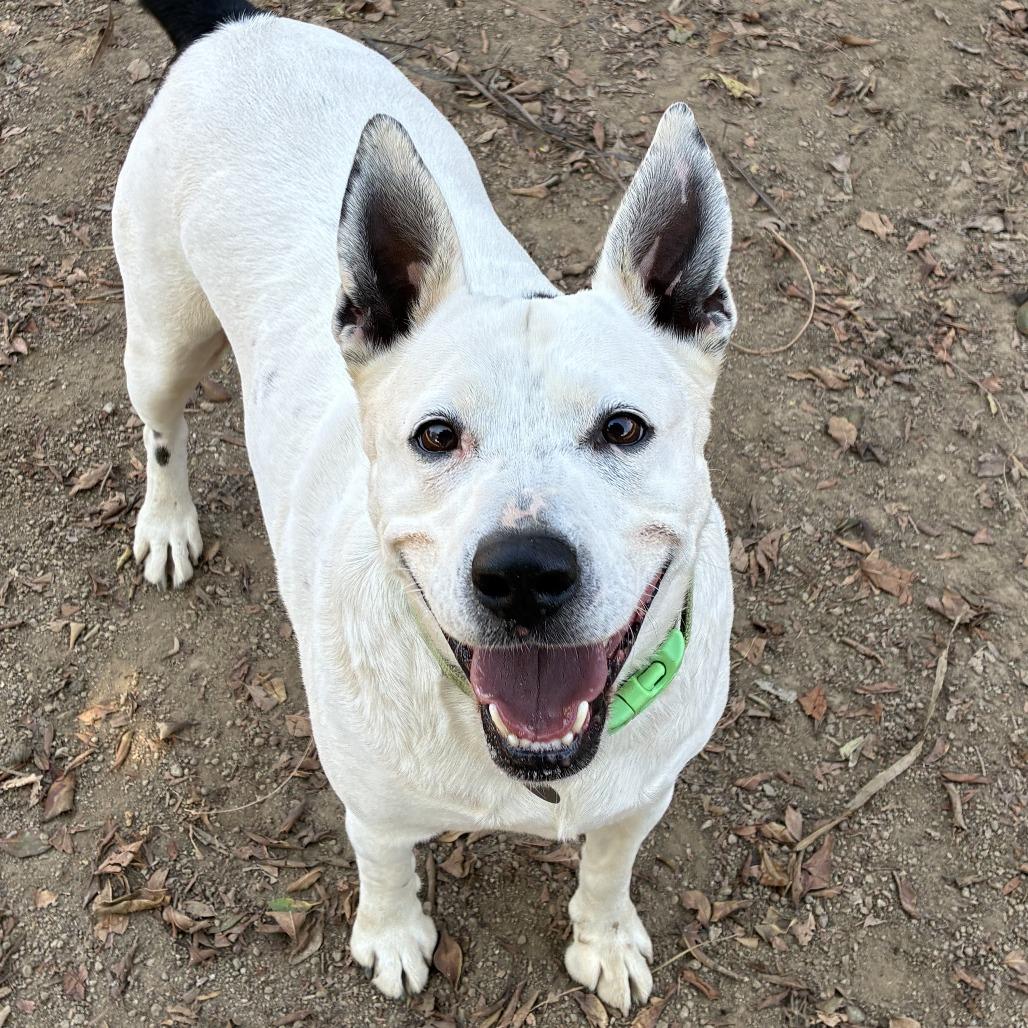 Enlarge Madeline, a Adoptable mixed breed in Riverside, CA image 3/5