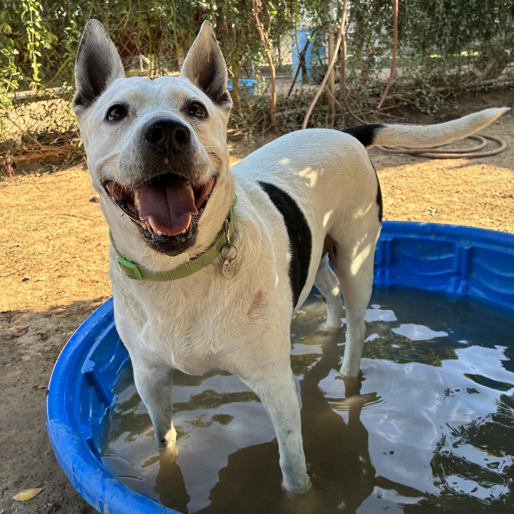 Enlarge Madeline, a Adoptable mixed breed in Riverside, CA image 4/5