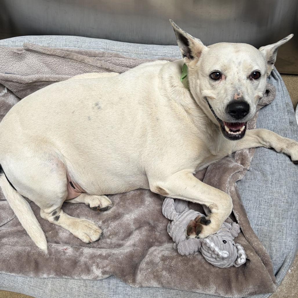 Enlarge Madeline, a Adoptable mixed breed in Riverside, CA image 5/5