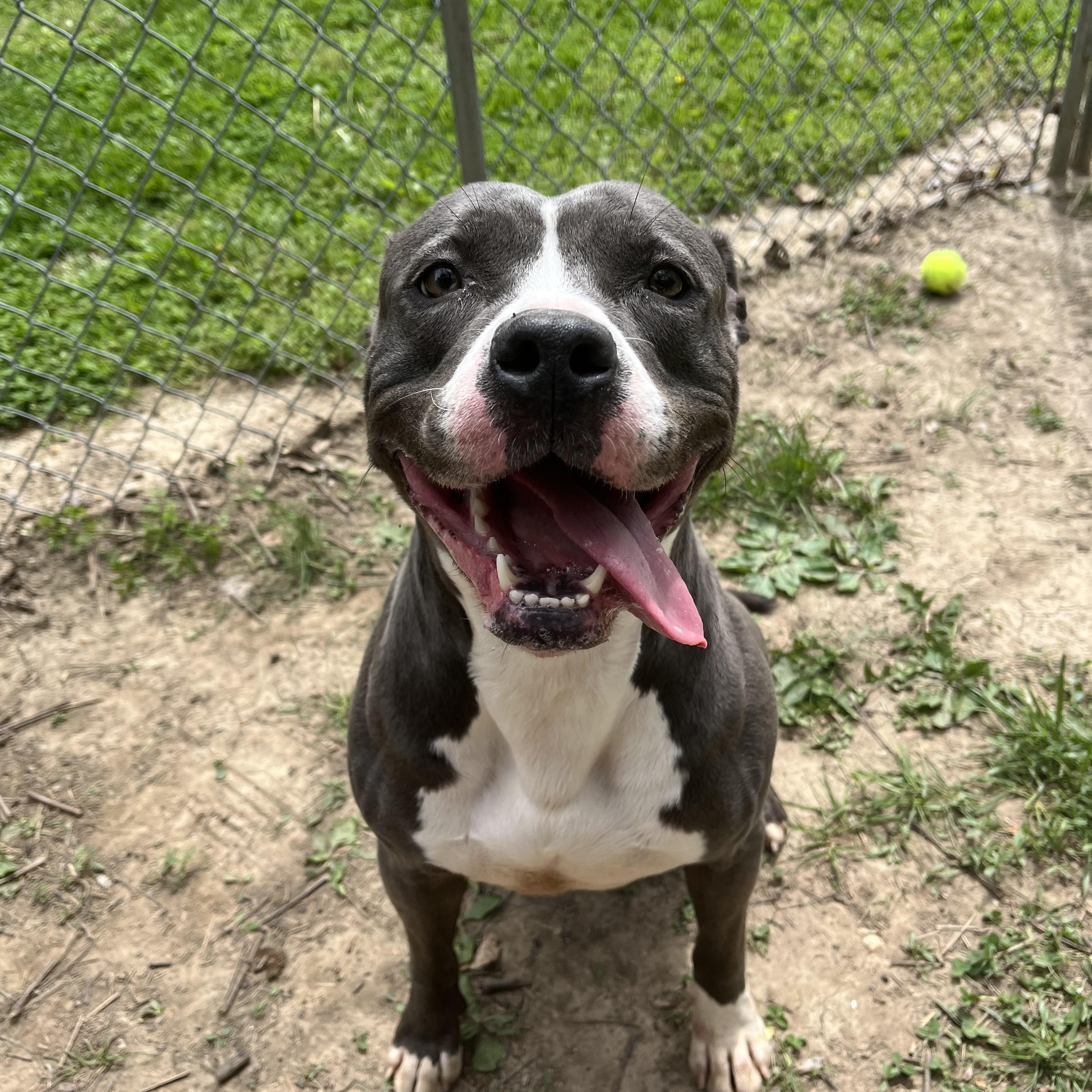 Enlarge Nova, a ADOPTABLE mixed breed in Godfrey, IL image 1/1