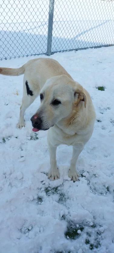 Enlarge RayRay, a ADOPTABLE Labrador Retriever in Liberty, MO image 4/5