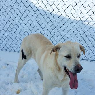 RayRay, ADOPTABLE, Senior Male Labrador Retriever.