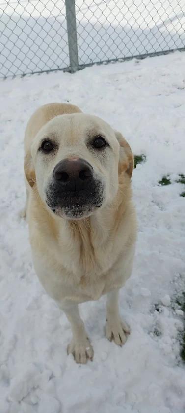 Enlarge RayRay, a ADOPTABLE Labrador Retriever in Liberty, MO image 3/5