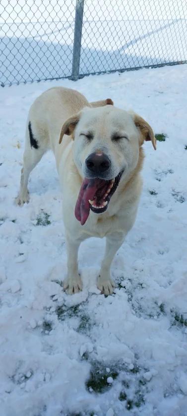 Enlarge RayRay, a ADOPTABLE Labrador Retriever in Liberty, MO image 2/5