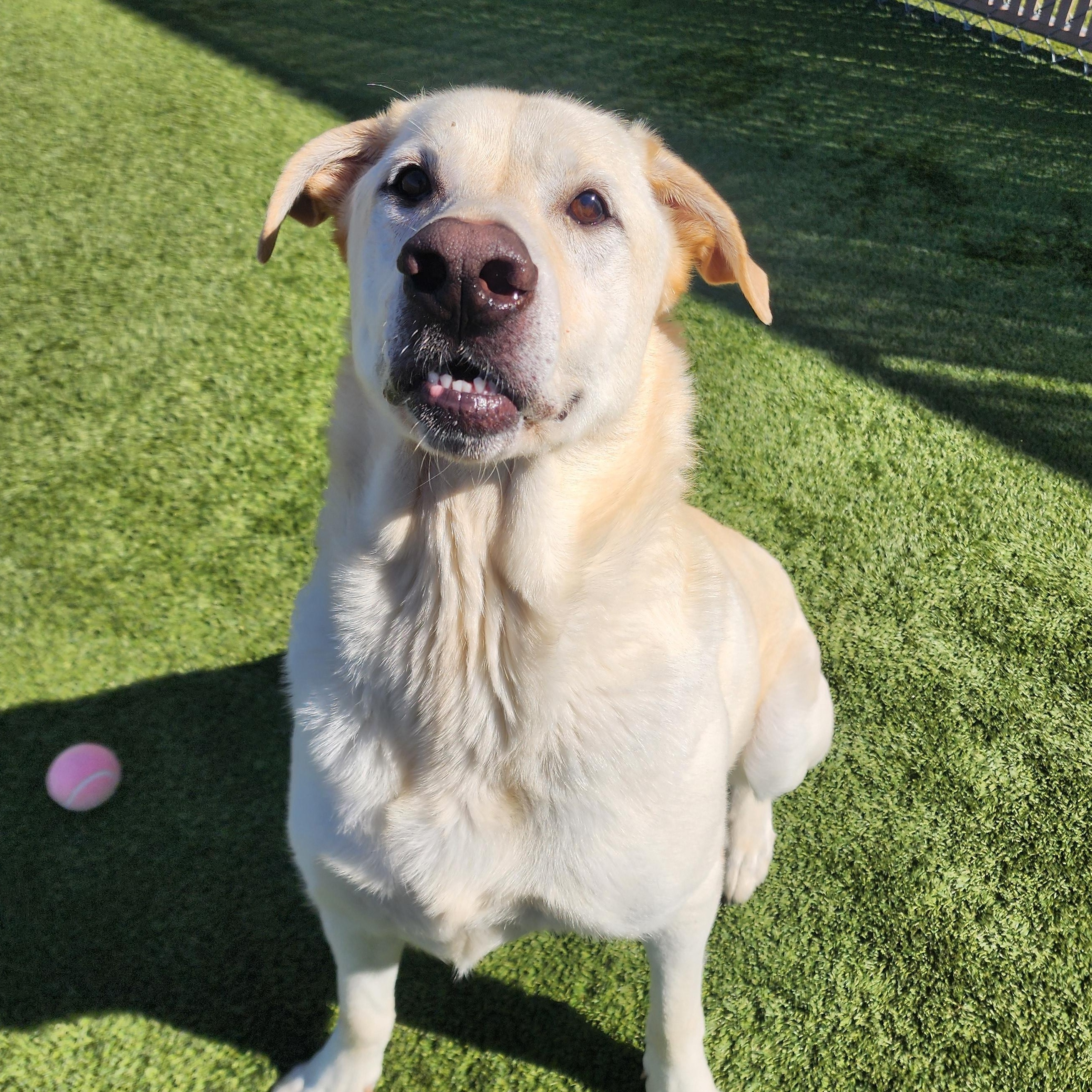 RayRay, ADOPTABLE, Senior Male Labrador Retriever.