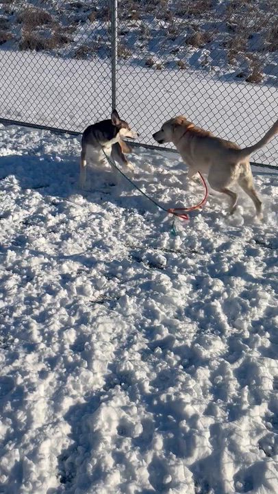 Enlarge RayRay, a ADOPTABLE Labrador Retriever in Liberty, MO video 5/5