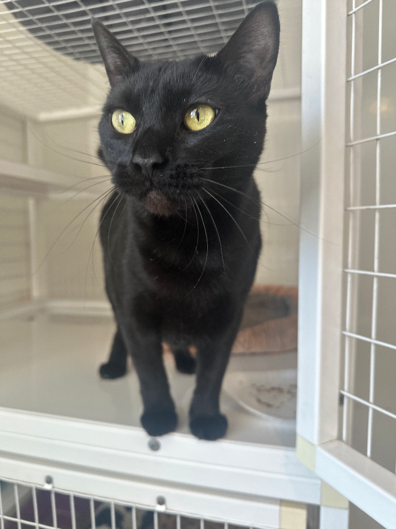 Enlarge Andrea, a Adoptable Domestic Short Hair in Clifton, NJ image 2/6