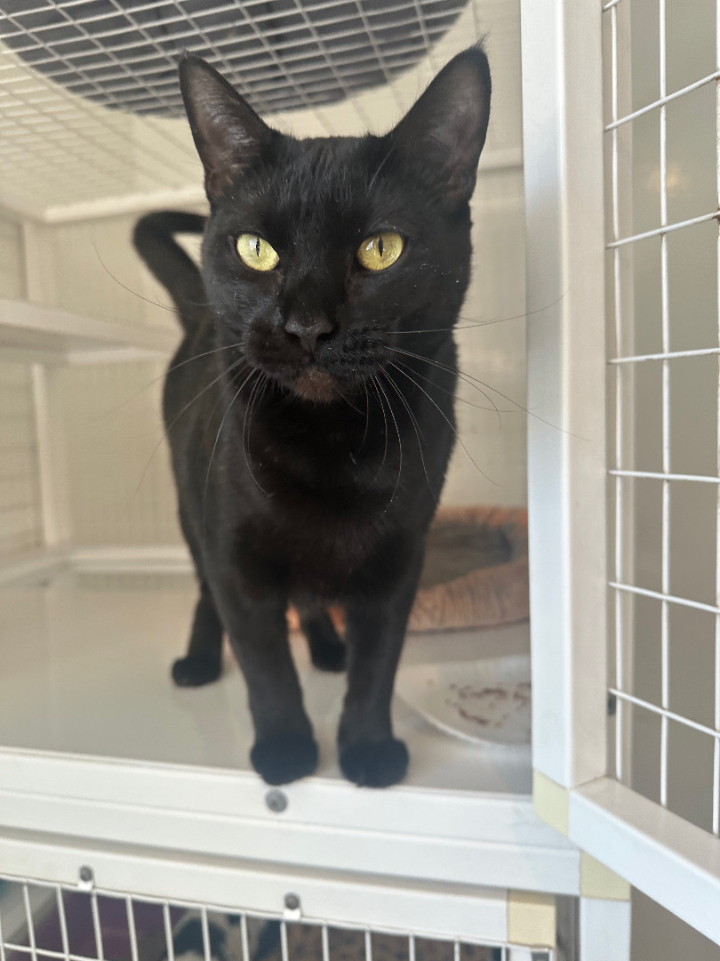 Enlarge Andrea, a Adoptable Domestic Short Hair in Clifton, NJ image 3/6