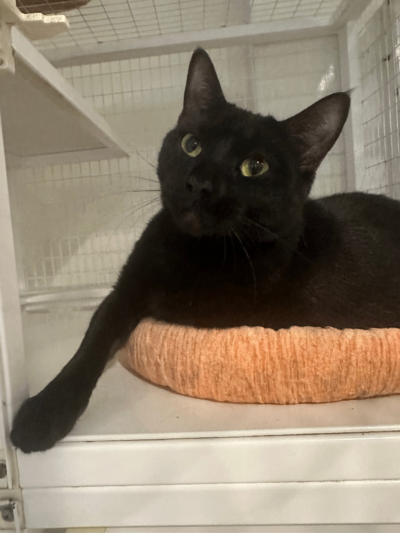 Enlarge Andrea, a Adoptable Domestic Short Hair in Clifton, NJ image 4/6