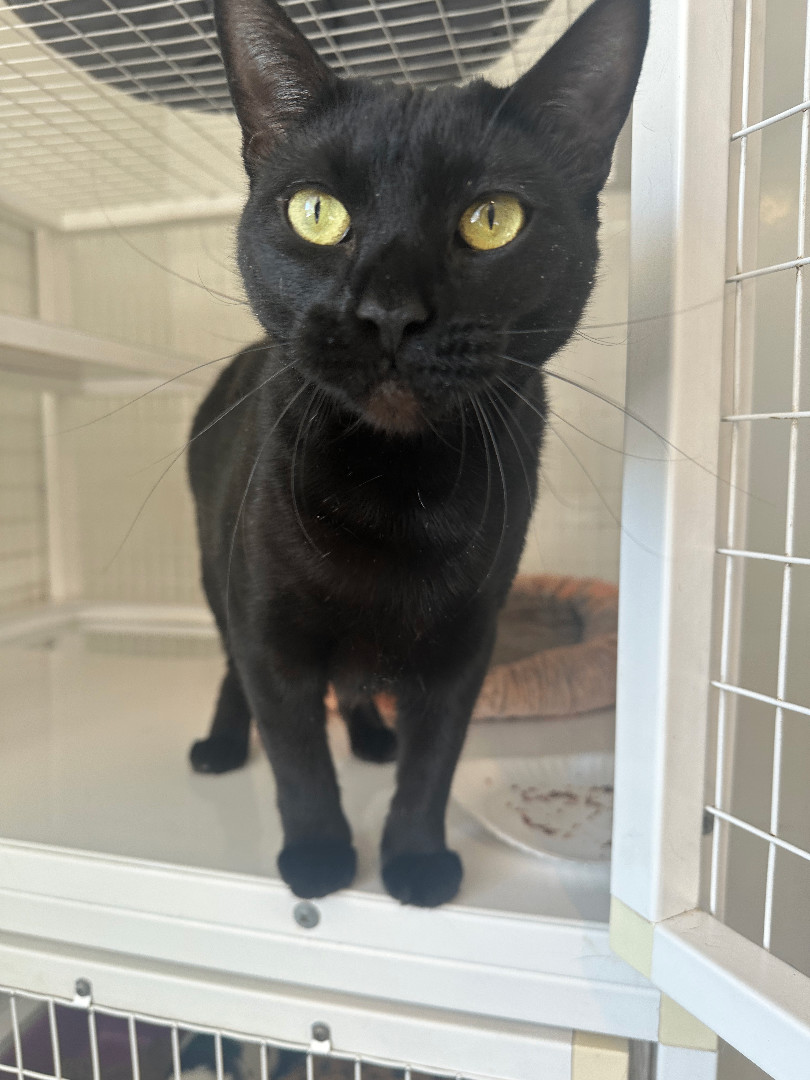 Enlarge Andrea, a Adoptable Domestic Short Hair in Clifton, NJ image 5/6