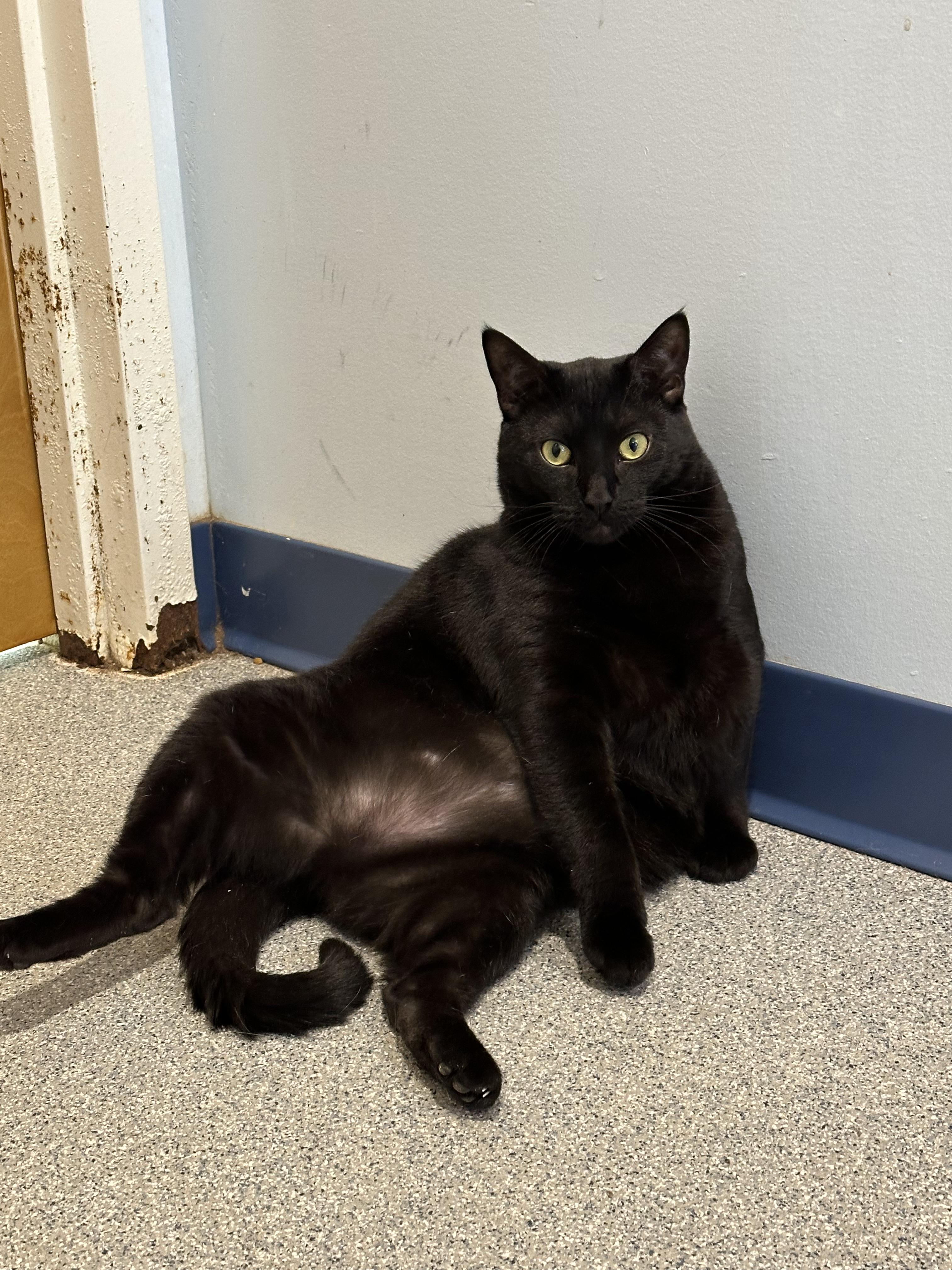 Enlarge Andrea, a Adoptable Domestic Short Hair in Clifton, NJ image 1/6