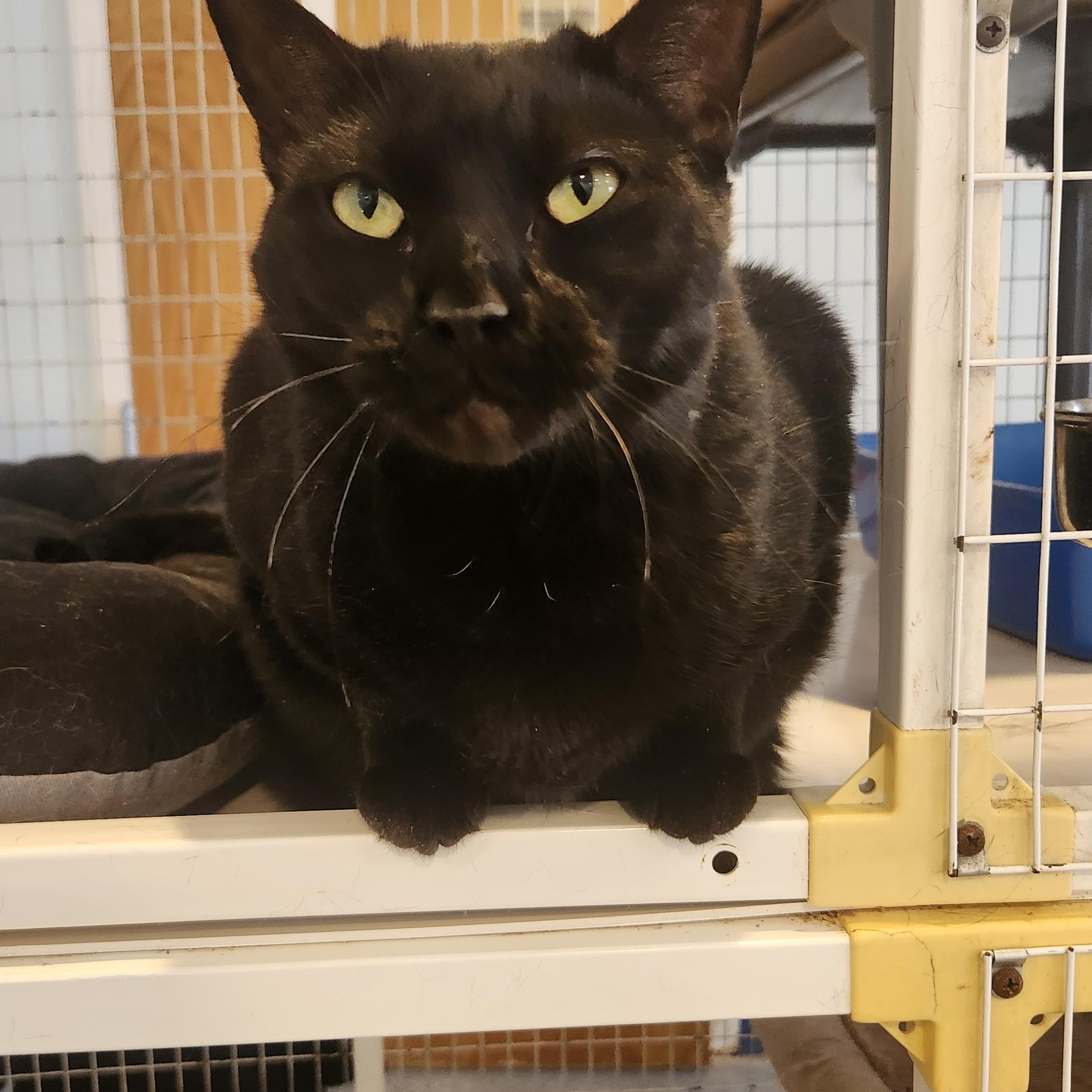 Andrea, a Adoptable Domestic Short Hair in Clifton, NJ image 6/6