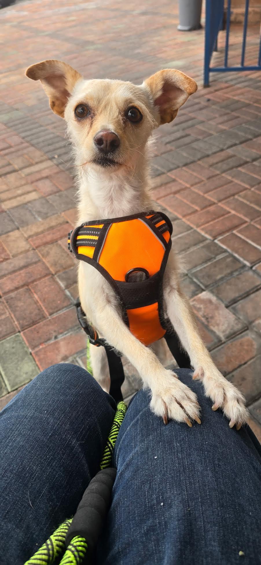 Maya, Adoptable, Adult Female Terrier.