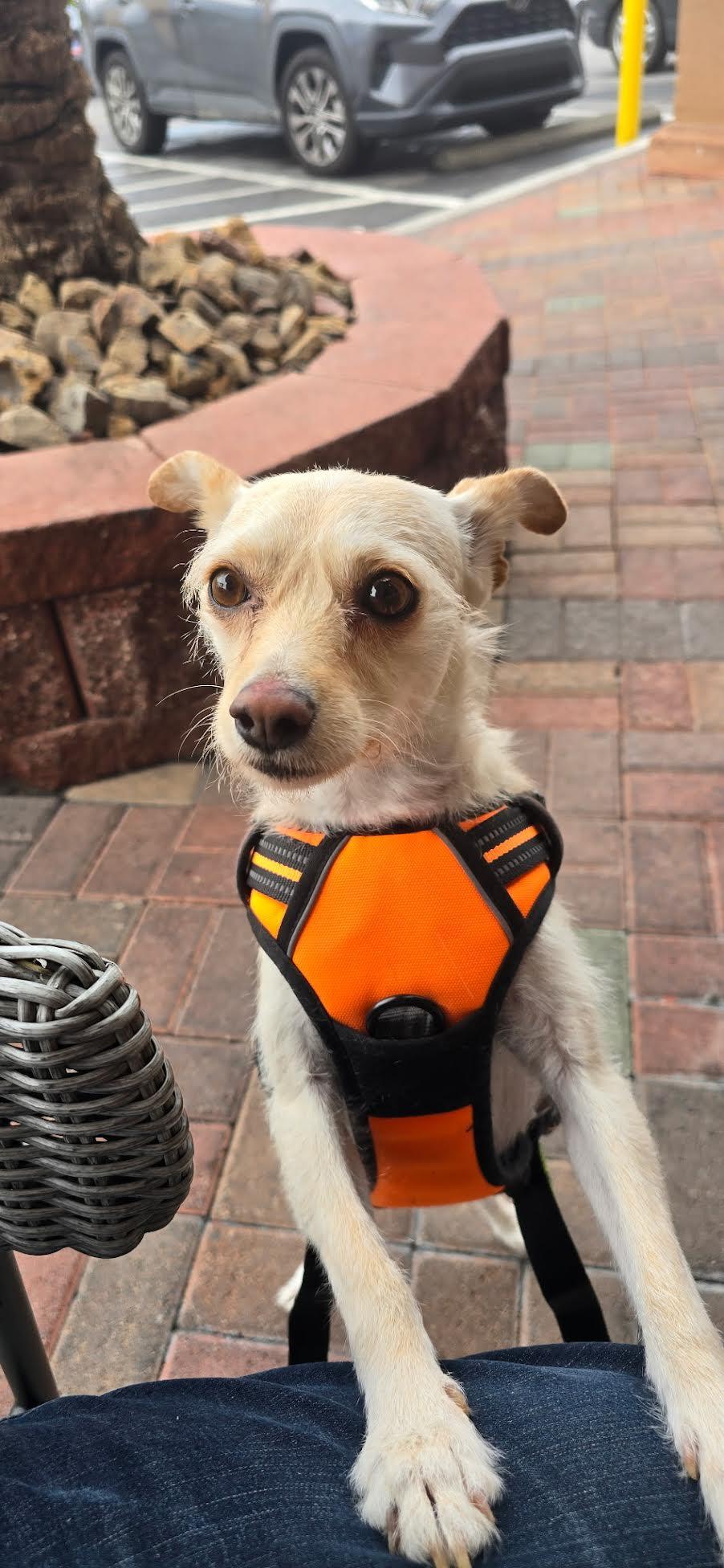 Maya, a Adoptable Terrier in Las Vegas, NV image 2/3