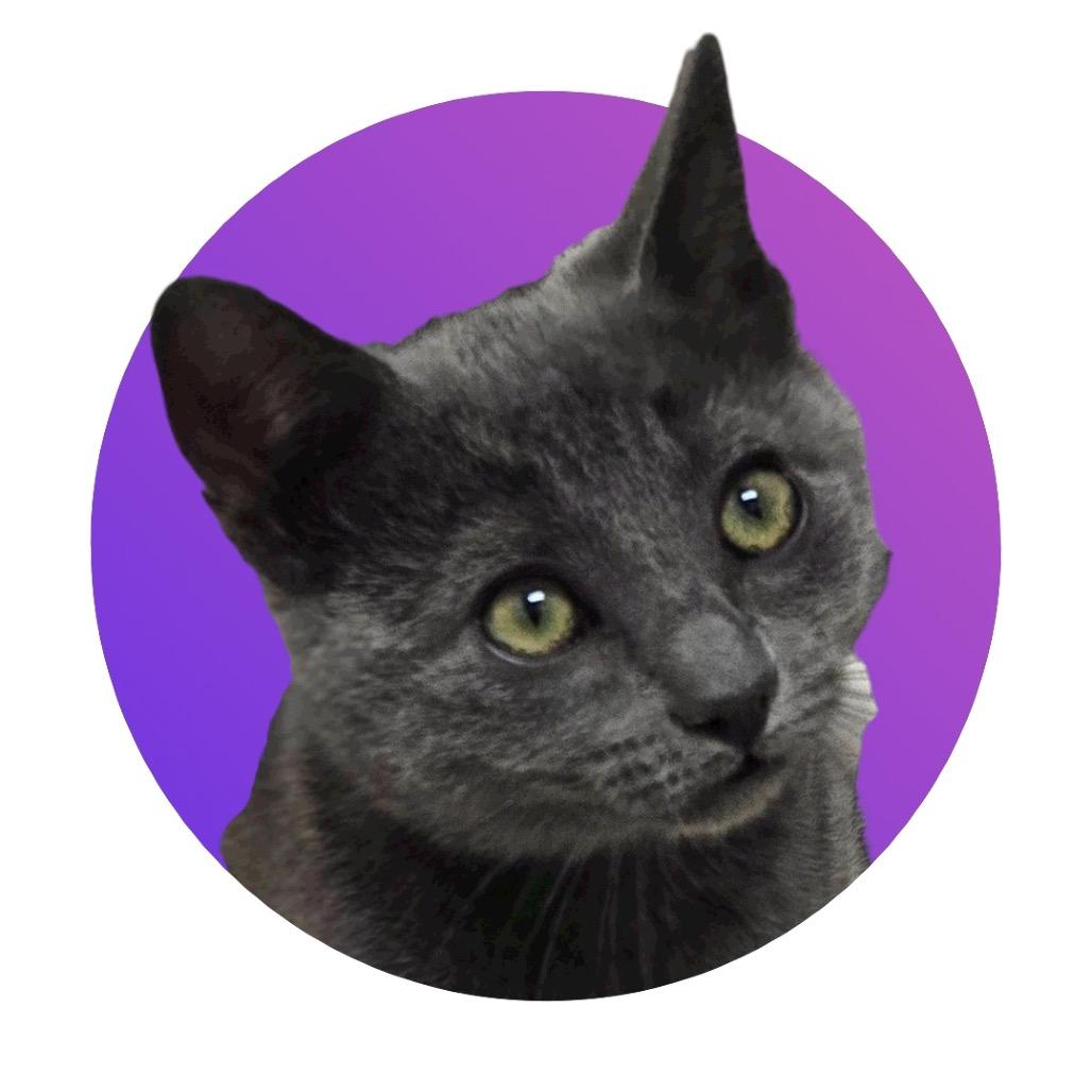 Julia, Adoptable, Kitten Female Domestic Short Hair.