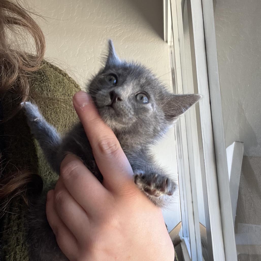 Julia, Adoptable, Kitten Female Domestic Short Hair.