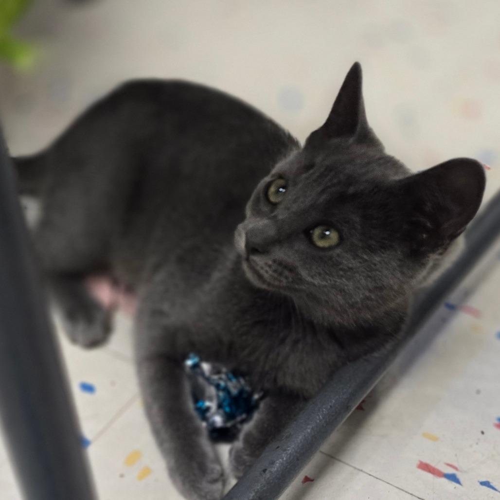 Julia, a Adoptable Domestic Short Hair in Pacific Grove, CA image 3/6
