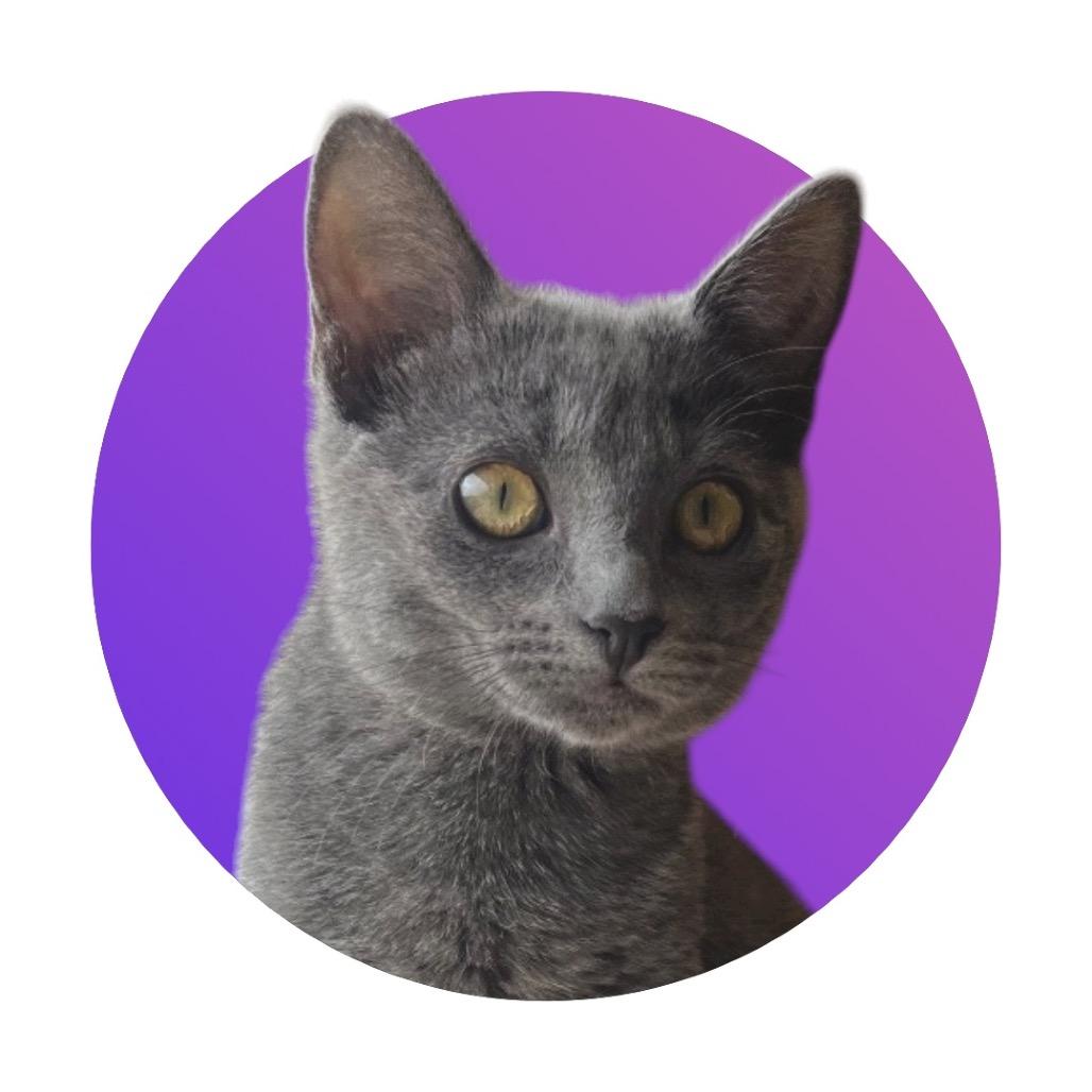 Julia, a Adoptable Domestic Short Hair in Pacific Grove, CA image 4/6