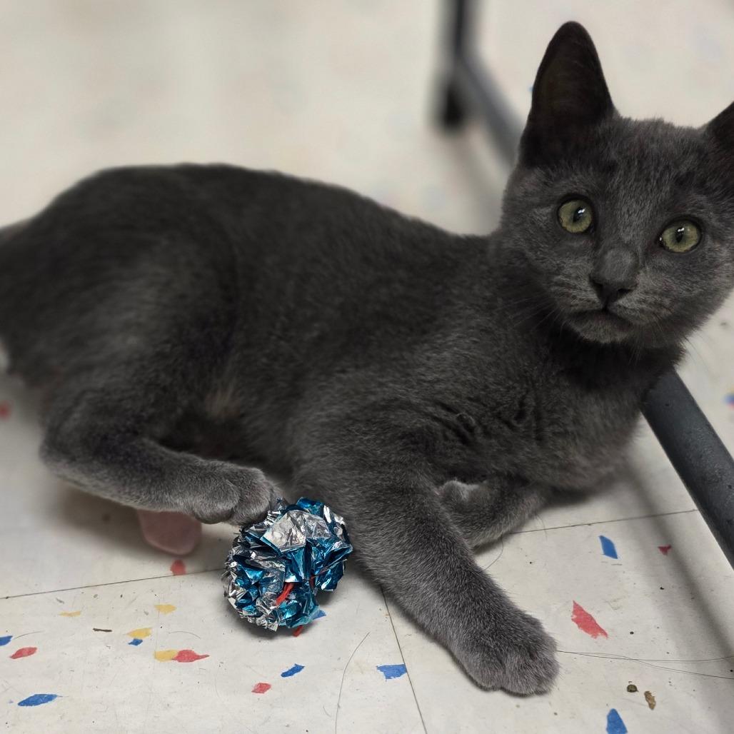 Julia, a Adoptable Domestic Short Hair in Pacific Grove, CA image 5/6