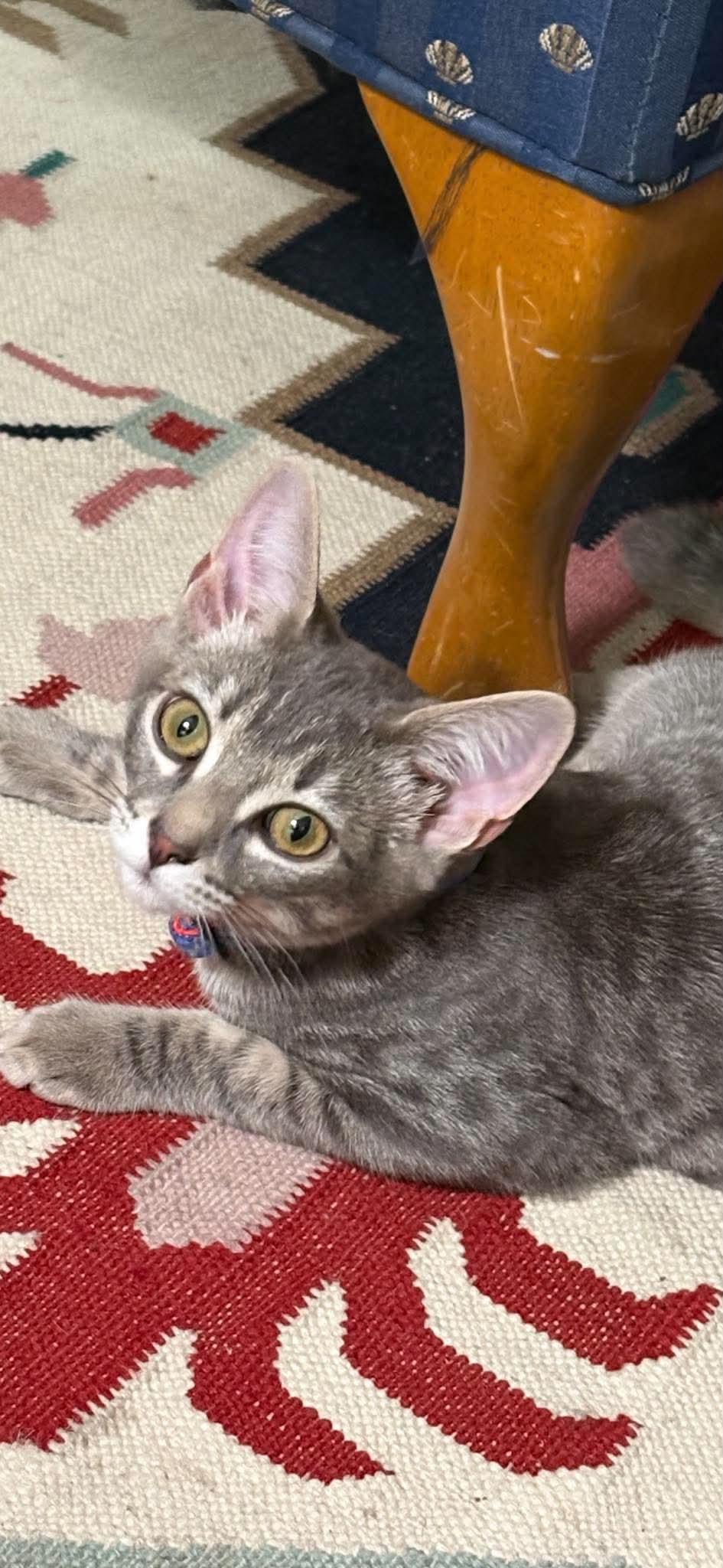 Ursula, Adoptable, Kitten Female Domestic Short Hair.