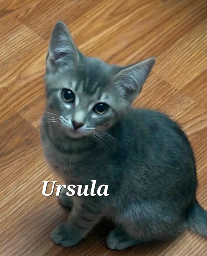 Enlarge Ursula, a ADOPTABLE Domestic Short Hair in Vancouver, BC image 1/1