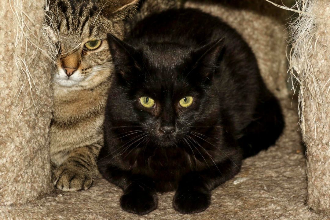 Darcy, Adoptable, Adult Female Domestic Short Hair.