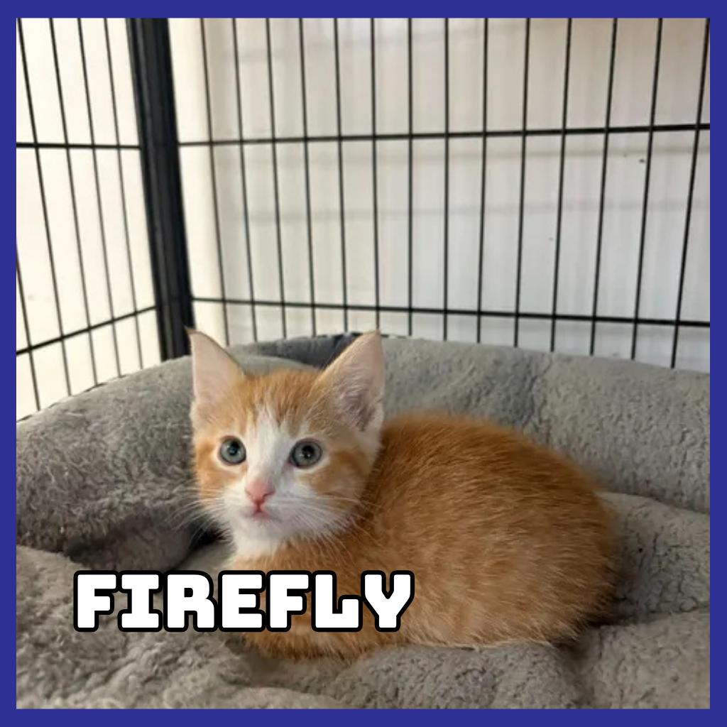 Firefly, Adoptable, Kitten Female Domestic Short Hair.