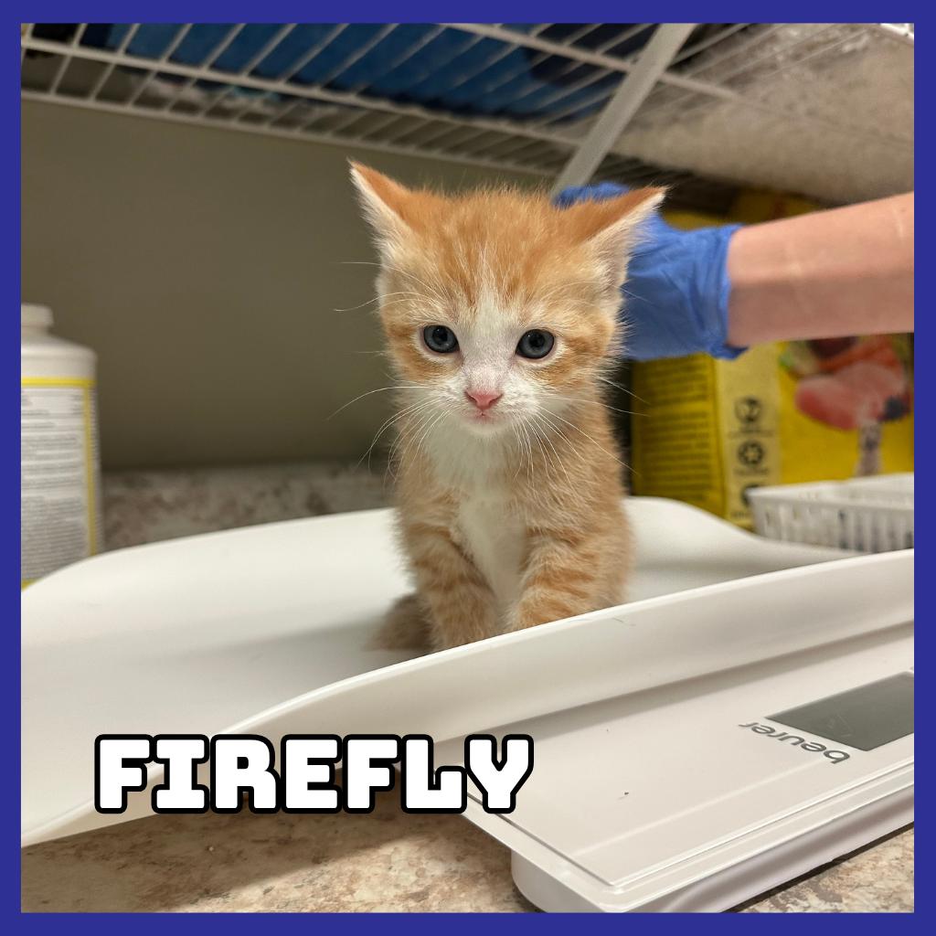 Firefly, Adoptable, Kitten Female Domestic Short Hair.